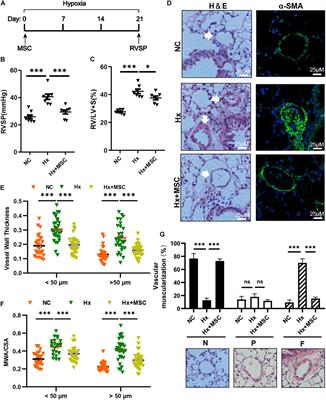 MSCs Therapy Reverse the Gut Microbiota in Hypoxia-Induced Pulmonary Hypertension Mice